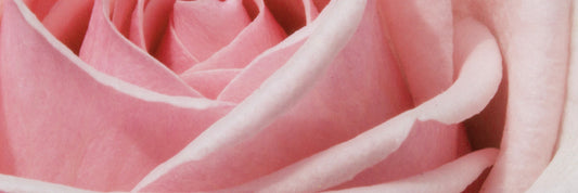 From Rose Valley to Your Skin: The Journey of Our Damask Rose Face Oil